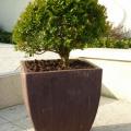 Buis en pot